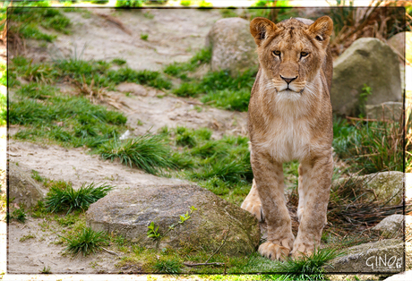 Middagje dierentuin Emmen 1 april 2014-11.jpg