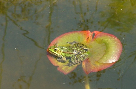 Zonnebad van een kikker