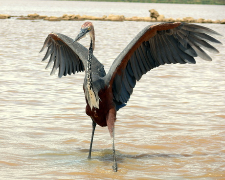 Goliath Heron 2