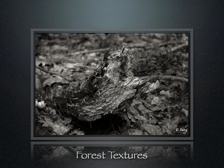 Forest Textures part6