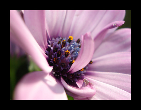 Margriet