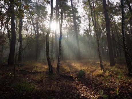 Ochtend in het bos