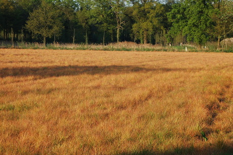 uitzicht over gras