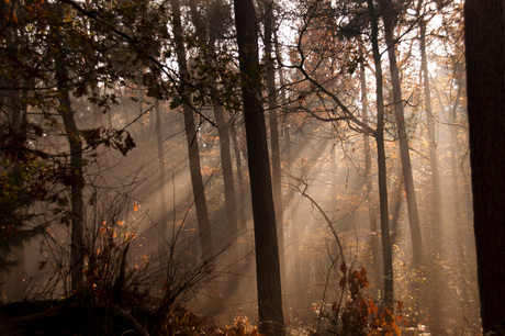 Forrest lightbeams