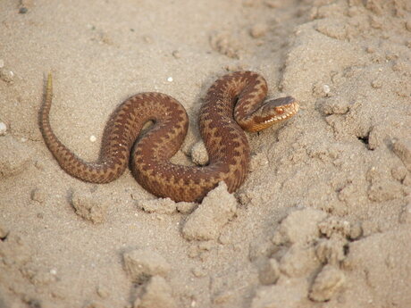 Adder