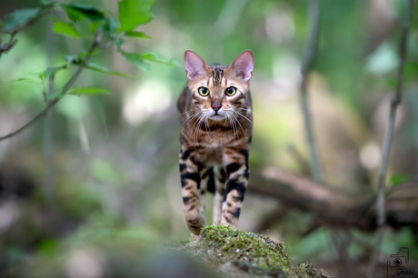 Bengaal in het bos