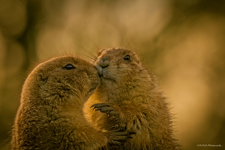 Black-tailed prairie dog ...and tomorrow is February 14th