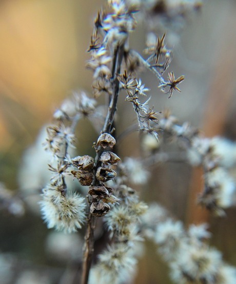 Dichtbij foto uitgebloeide bloem in herfst/winter sfeer