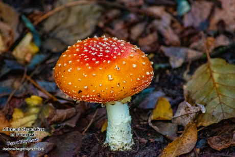 paddenstoelen tijd