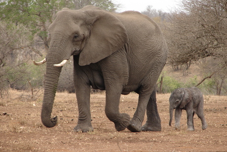 Mama en baby olifant