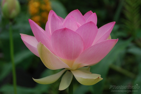 De heilige Lotus