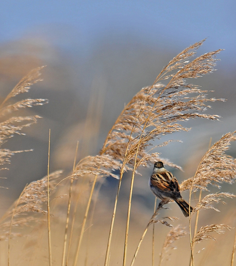 Rietgors in de wind