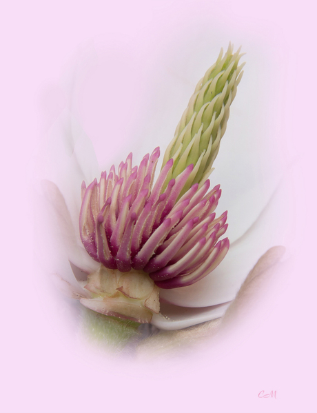 Tulpenboom bloem