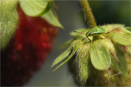 NOOIT...............