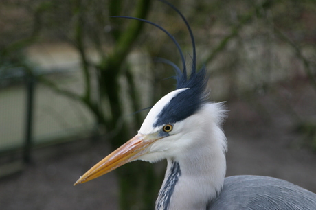 Reiger