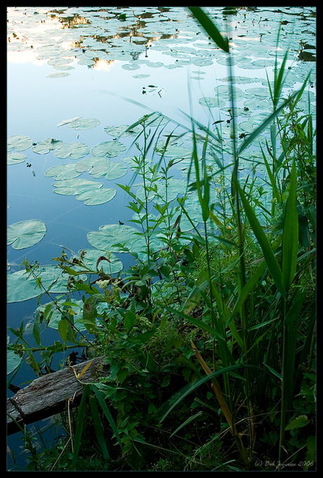 Biesbosch lelies