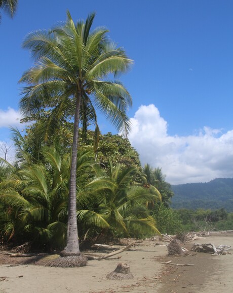 Strand bij dominical Costa Rica