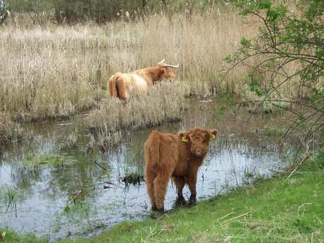 schotse hooglander