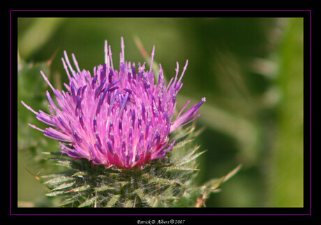 Thistle