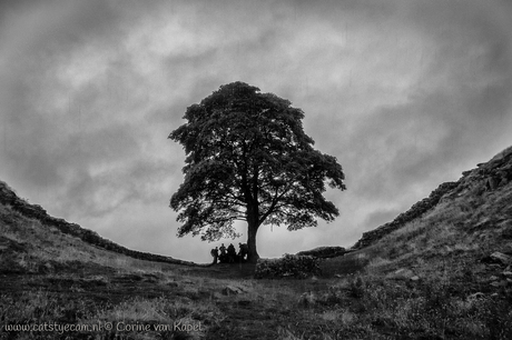 Shelter at Sycamore Gap