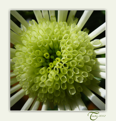 Nog es maar dan anders, chrysant