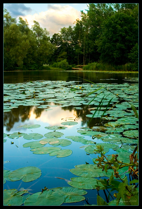 Biesbosch