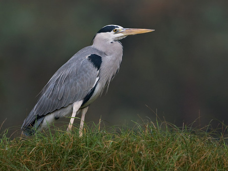 Blauwe reiger................