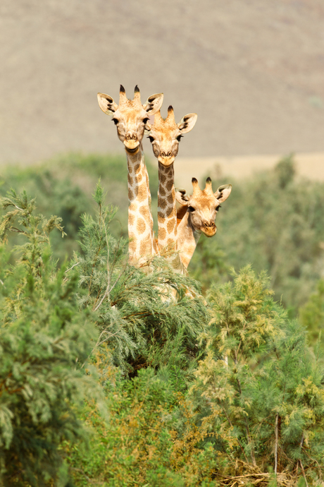 3 giraffen