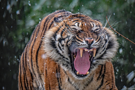 Sumatraanse tijger en sneeuwvlokken ..