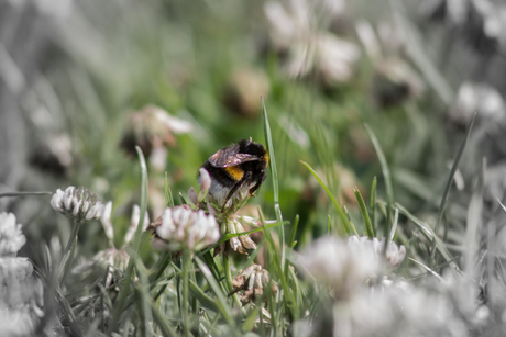 Hongerige hommel