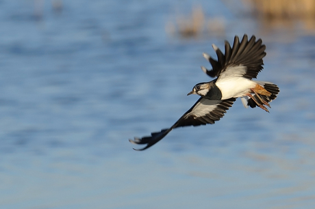 Kievit in vlucht, Friesland