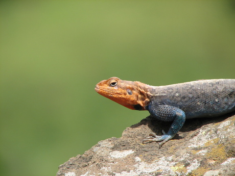 Kolonisten agaam @ Lake Nakuru NP