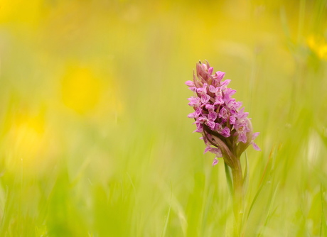 Colors of spring