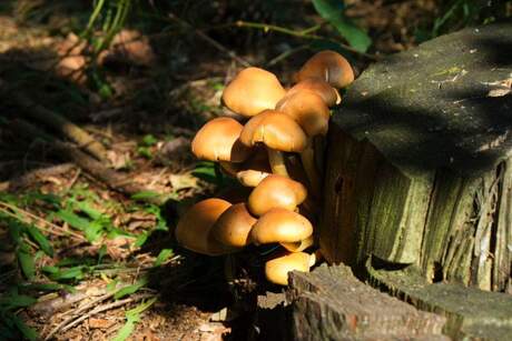 herfst met paddestoelen op de heide