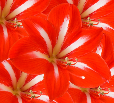 Amaryllis compositie