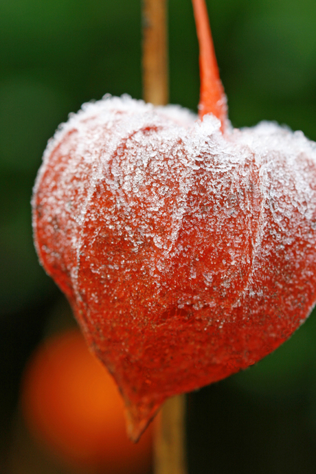 Lampionplant (Physalis)