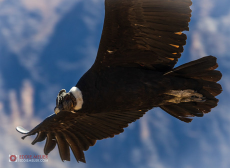 Andes Condor