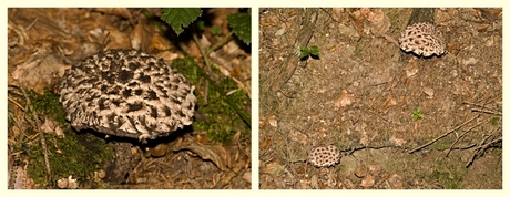 Paddenstoelen in Gunderath, 4.