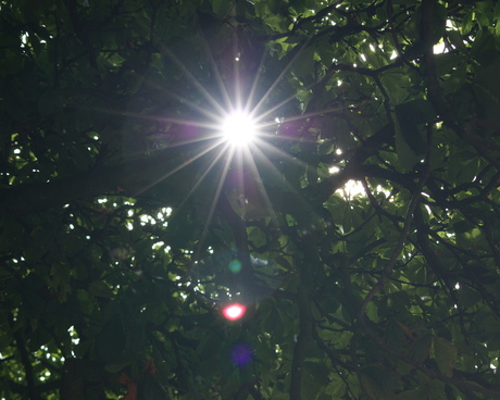 zonnetje in de boom