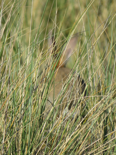 Hoog gras met wild konijn