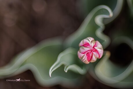 Een ander perspectief op een tulp