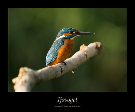 Ijsvogel