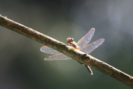 Libelle