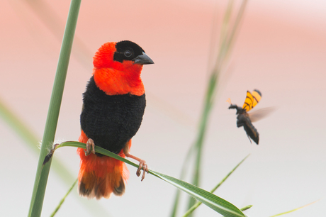 Northern Red Bishop