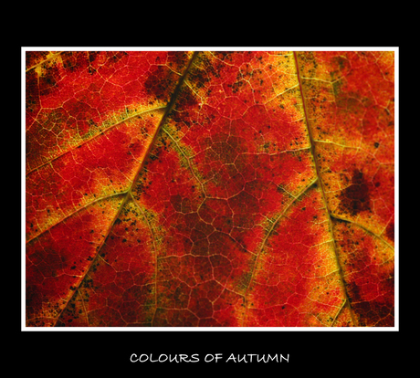 Colours of autumn 2