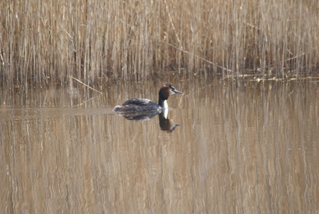 fuut met weerspiegeling in het water