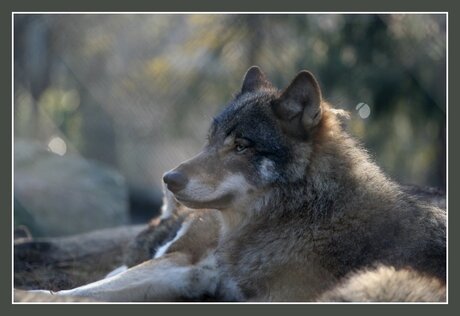 Europese Wolf op de loer