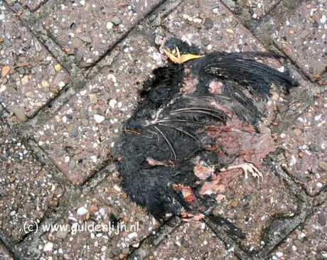 overleden, nuenen feb 2004