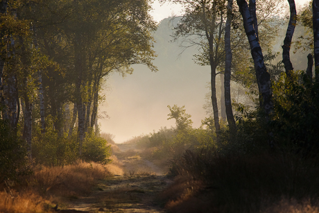 Edese bos in de ochtendmist