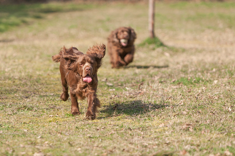 sussexspaniel